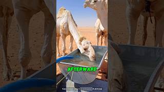 He Drives Into the Desert Every Day… Just to Feed Them: #animals #camel #viralvideo