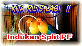 Rilis Indukan Biola PB split PF Ke Kandang Ternak Lagi Setelah Panen Perdana Di Outdoor