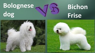 Bolognese dog VS Bichon Frise - Breed Comparison - Bichon Frise and Bolognese dog Differences