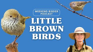 Weekend Birder 07 - Little Brown Birds