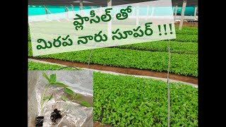 ప్లాసిల్ సిలికాన్ తో సూపర్ గా మిరప నారు #plasil #siliconfertilizer