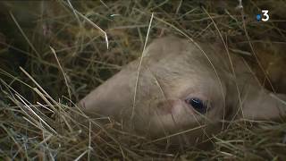 L’élevage sur les landes limousines en danger ?