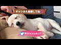 みみ、じぃじとばぁばに大はしゃぎ【ラブラドール子犬】 labrador mimi loves her grandparents 39