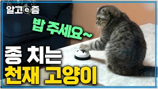 아니, 세상에 이런 고양이가? 밥 달라며 종을 치는 것은 기본, 보드게임까지 하는 반려묘 역.대.급 천재묘가 나타났다 │고양이를 부탁해│알고e즘