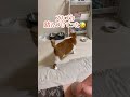 可愛いから許すけど ほごねこ かわいい猫 cat ねこのいる生活 猫 shorts short