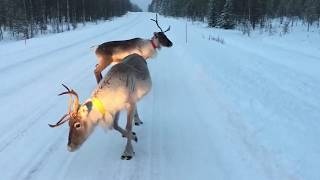 Reindeer on the road in Lapland