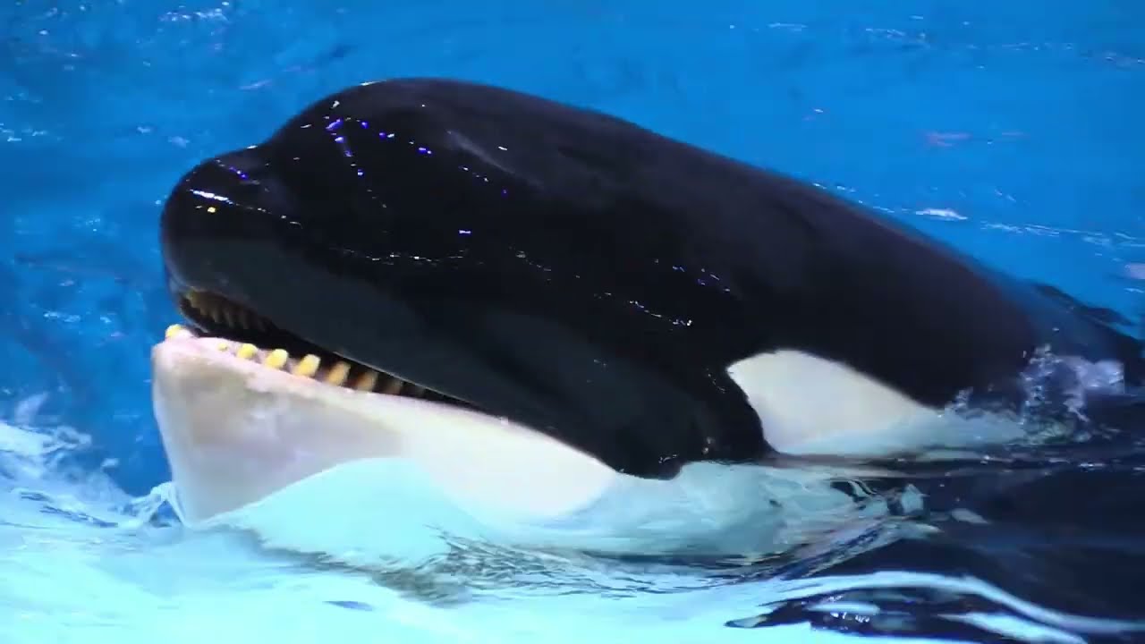 Killer Whale Show Youtube