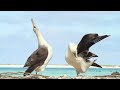 dancing laysan albatrosses