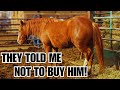 I bought him anyway~ UNTRAINABLE auction horse ~ Transformation ❤️ Goose's Story ❤️