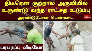 திடீரென குற்றால அருவியில் உருண்டு வந்த ராட்சத உடும்பு   அரண்டுபோன பெண்கள்    பரபரப்பு வீடியோ