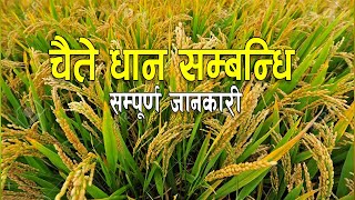 चैते धानबारे सम्पूर्ण जानकारी || Chaite Dhan