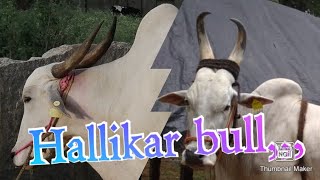 Majestic Hallikar BULL sold at Bhai cattle farms