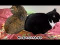 保護猫幸子が虹の橋を渡った花子と瓜二つでしゅ…🥹