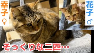 保護猫幸子が虹の橋を渡った花子と瓜二つでしゅ…🥹