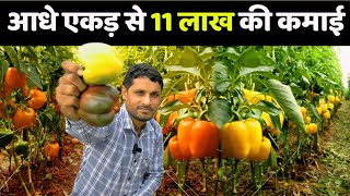 रंगीन शिमला मिर्च की खेती | red yellow capsicum ki kheti | red yellow shimla mirch ki kheti