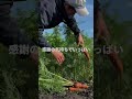 人参の収穫start🥕本当にありがとう！！これからも野菜作り全力でとどけます🧑‍🌾農業最高！！！ 農業 野菜作り 農家 家庭菜園