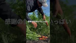 人参の収穫start🥕本当にありがとう！！これからも野菜作り全力でとどけます🧑‍🌾農業最高！！！ #農業 #野菜作り #農家 #家庭菜園