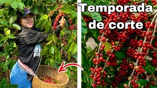 ME VOY A TRABAJAR AL CAMPO CORTANDO CAFÉ  🥰 VIDA en el CAMPO de EL SALVADOR | 4K | Celinaz