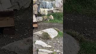 Pika - Lake Agnes tea house, Canada #pika #canadianwildlife #canada