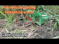 puyuh hutan langsung terpancing emosi!!berlaga begitu kelihatan sipikat(birdtrap)