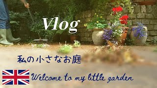 【イギリス】我が家の小さなお庭を公開/ガーデンツアー/暮らしのvlog/ローズマリー