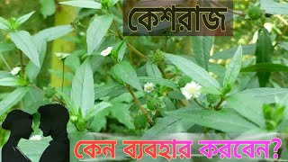 কালোকেশি বা কেশরাজ উদ্ভিদের ঔষধি গুণাবলী।  কালোকেশি গাছের সকল উপকারিতা। False Daisy Tree.