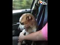 puppy thanks woman who rescued him by comforting her the dodo