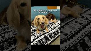 寝てる後輩犬にくっ付きたいけど起こしちゃいけないと思った先住犬は･･ #shorts #ミニチュアダックスフンド