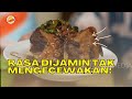 BUMBU Ala THAILAND Dicampur IGA BAKAR!! | BIKIN LAPER (28/2/23) P1