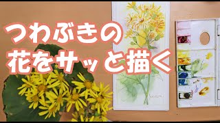 【透明水彩画】つわぶきの花をサッと描く