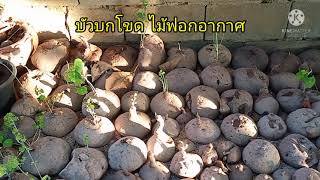 คนรักไม้โขด บัวบกโขดไซส์ใหญ่ๆ บัวบกผา บัวบกโขด บอระเพ็ดพุงช้าง