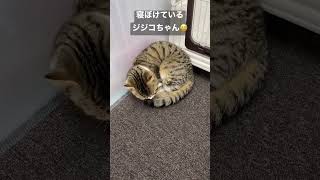 【TikTokで話題】ごめん寝 Ep.3😊 #スコティッシュフォールド  #cat #tiktok #ごめん寝 #癒し #shorts