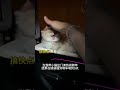 小猫：就不该凑这个热闹米努特矮脚猫 曼基康矮脚 拿破仑矮脚猫 小猫治愈世界 萌宠出道计划