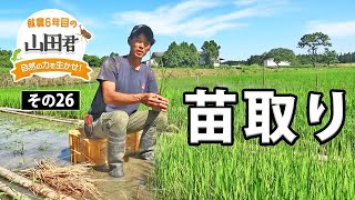 就農６年目の山田君～自然の力を生かせ～　その２６・苗取り