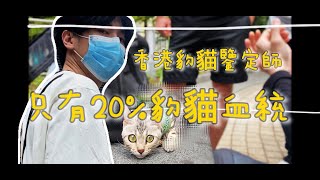 【Bees.W】EP9 香港孟加拉豹貓鑒定 ~ 只有20%豹貓血統還需要申請証書 ? 揭開混種豹猫之面纱 !