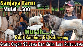 1.500...!!GRATIS ONGKIR SE JAWA KAMBING PE KALIGESING#bibitkambing #kambingpe #hargakambing