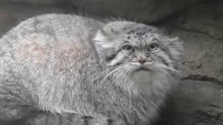 [Pallas’s cat] [manul] [Манул] ボルくんの下手なゴロンとおやつタイム