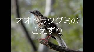 オオトラツグミのさえずり