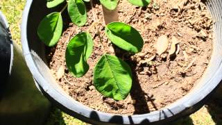 Moringa Pruning techniques for better leaf production, for the homestead gardener.