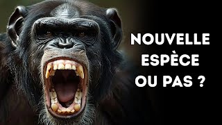🦍 Les Chimpanzés Géants de Bili Sont-ils Dangereux ?