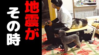 地震が！知らせにきたトイプードル！その時飼い主とハスキー犬は？