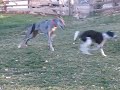 saluki and great dane 1