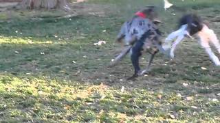 Saluki and Great Dane 1