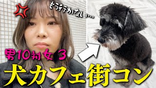 【正直レビュー】犬カフェ街コンに参加した結果…#婚活  #ol  #マッチングアプリ