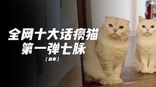 学霸小猫咪“七脉”各科成绩名列前茅。全网十大爱聊天的小猫咪一