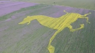 Tourists Enjoy Blooming Rapeseed Flowers in Northwest China County