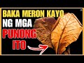 BAKA MERON NG MGA PUNONG ITO SA INYO HALIKA PANOORIN MARAMI PALANG PAKINABANG | Bhes Tv