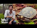 Gopher Tortoise - Longleaf Pine's Ecosystem Engineers | Environmental Education