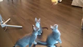 Stark Kittens Playing - Fast Head Turns 1