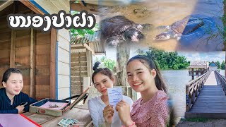 ໜອງປາຜາບ້ານດອນແດງ // สองสาวพาชมหนองตะพาบ // Turtle Lake